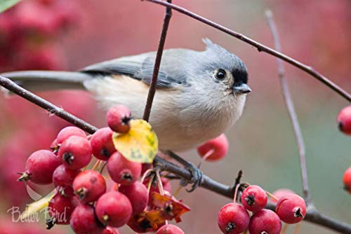 Better Bird, Fruit N’ Berry, 5 lb Poly Bag, Pack of 1